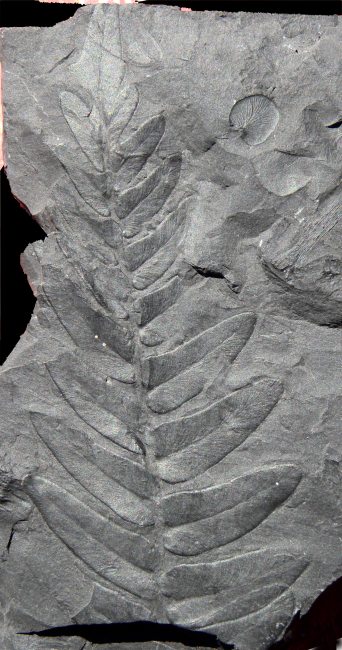 Neuropteris tenuifolia